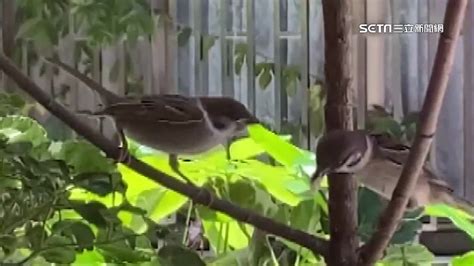 如何 讓麻雀 不要 來 築 巢|麻雀生活特性 繁殖期注意事項 – 寵物百科